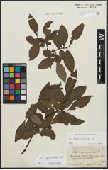Foto von Salix appendiculata Vill.